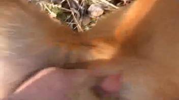 Check out the dog's cock; it's incredibly sexy and dripping wet.